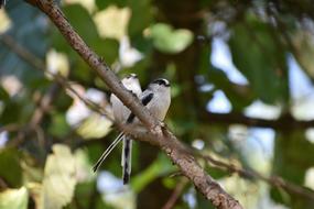 wild birds on branch in forest