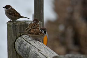 wild brown sparrow birds