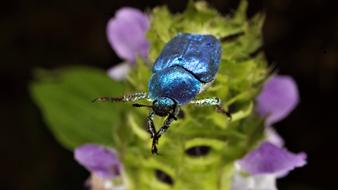 Hoplia Coerulea blue Beetle
