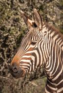 Zebra Head Portrait