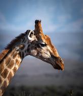 Giraffe Safari African Animal