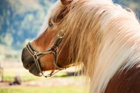 Horse Pony Haflinger