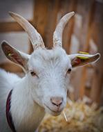 Billy Goat White Horns