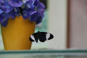 butterfly flying near a pot of flowers