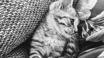 Cat Animal Portrait