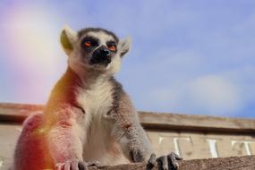 Lemur Monkey Animal
