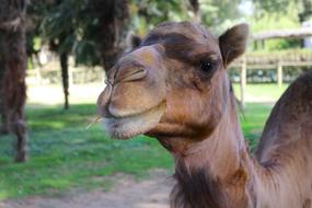 Brown Camel head portrait