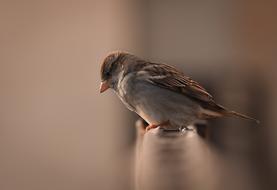 Bird Kuş Serçe