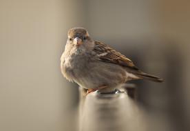 fluffy sparrow sits