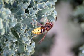 Hornet Vespa Crabro Vespidae Stubs