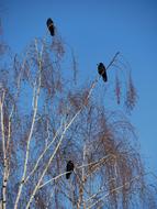 Bird Sky Nature