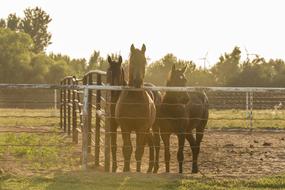 Horses Fence Country