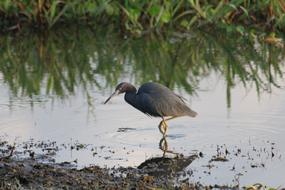 Bird Wildlife Water