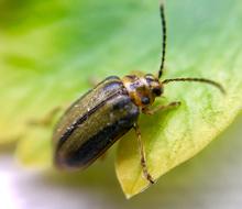 Elm Leaf Beetle Bug Insect