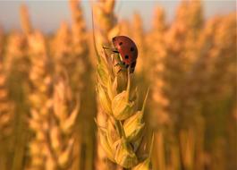 Ladybug Insect Nature Wheat