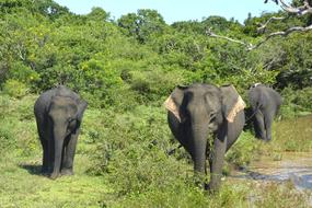 Elephants Family Baby Elephant
