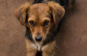 domestic Canidae Pet
