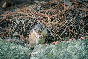 Squirrel Animal
