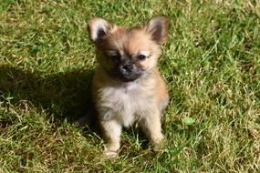 Cute Animal Little