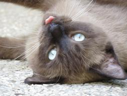 Cat Siamese Pet