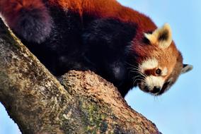 Panda Brown Red