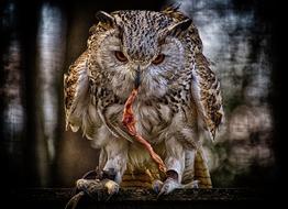 Owl Prey Bird