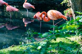 Flamingo Bird Animal
