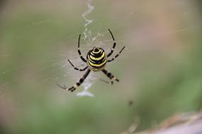Spider Insect Arachnid