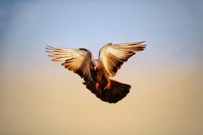 Bird Sky Flight