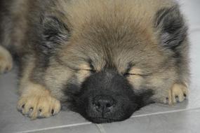 Dog Puppy Sleeping Pup