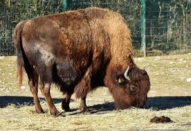 Bison Head Bonasus