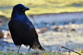 Raven Crow Bird