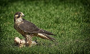 Falcon Bird Prey