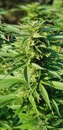 Marihuana green grass