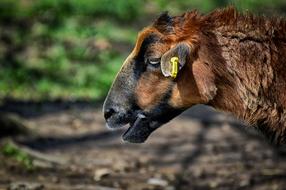 Sheep Animal Nature