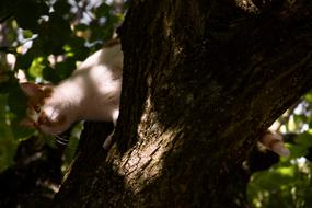 Cat On Tree Young Climb