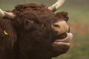 Mammal Cattle Animal