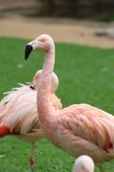 Pink Flamingo Animal