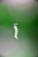 Insect Nature Butterfly