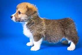 Fluffy little puppy on blue background