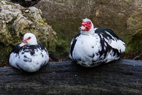 Wart Duck Muscovy Animal World