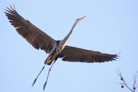 Flying heron in the sky