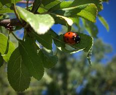 Ladybug Beetle Summer