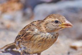 Animal World Bird Nature
