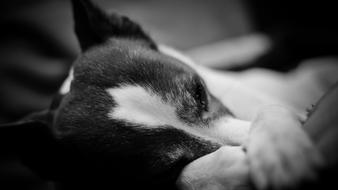 Dog Sleep Sweet Black And White