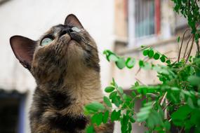 Fluffy cat looking up