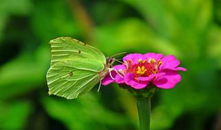 Butterfly Insect Flower
