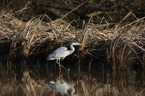 bird on the lake against the background of reeds