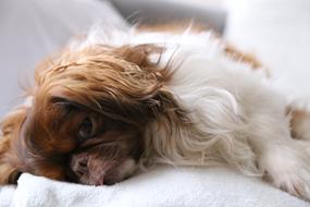 Dog Cute Pet