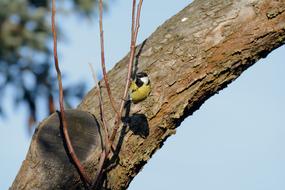 little bird on a tree